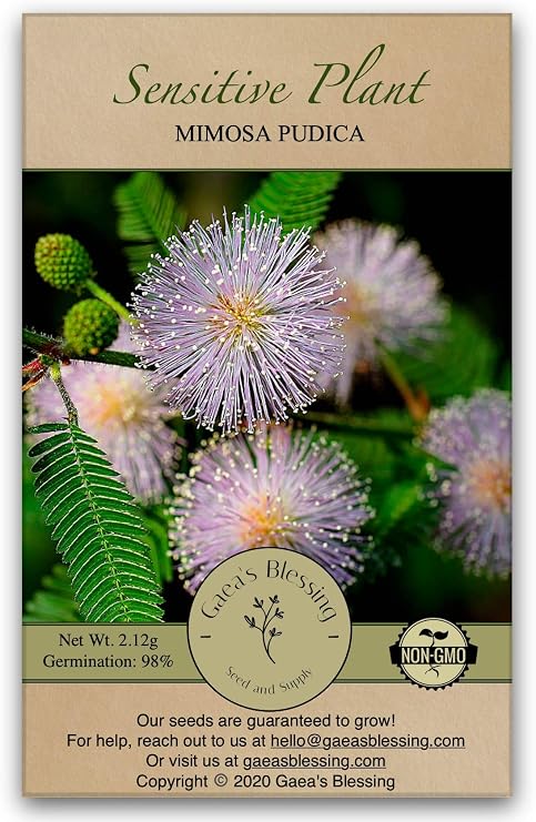 Gaea's Blessing Seeds - Sensitive Plant Seeds - with Easy to Follow Planting Instructions - Non-GMO Seeds, Touch Me Not, Mimosa Pudica, Moving Plant, Shameful Plant, Shy Plant, 98% Germination Rate