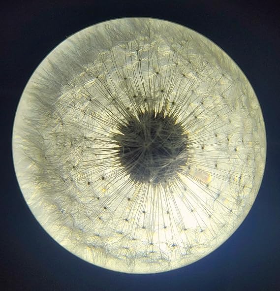 60mm Real Dandelion Snowflake Flower in Crystal Clear Lucite Resin Anniversary Wedding Engagement Valentine Gift Display Botanist Herb Herbarium Collection Decor Paperweight Keepsake