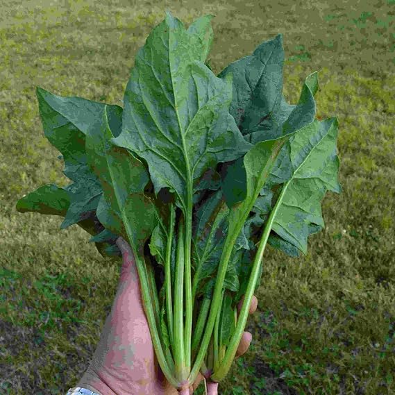Kitazawa Seed Co Spinach Seeds Chinese Green Arrow Hybrid 3 g Non-GMO F1 | Hybrid - Packet ~270 Seeds - Asian Garden Vegetable