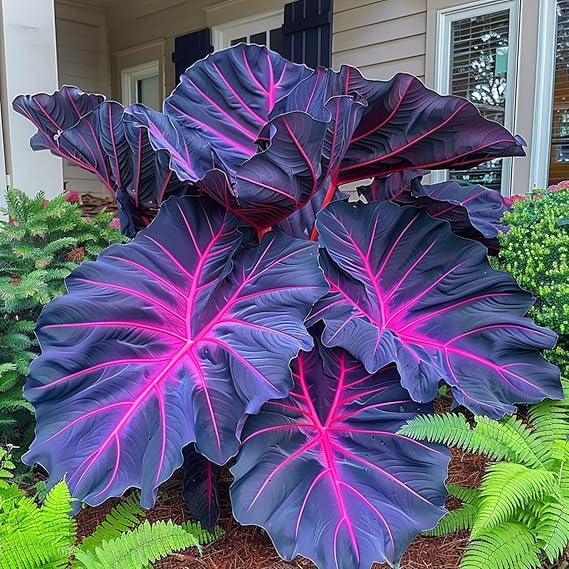 Elephant Ears Bulbs.Colocasia gigantea Bulbs.Strong Plants that Grow Well Mix Golden Jade Carving Feels Beautiful.-3 Bulbs-B