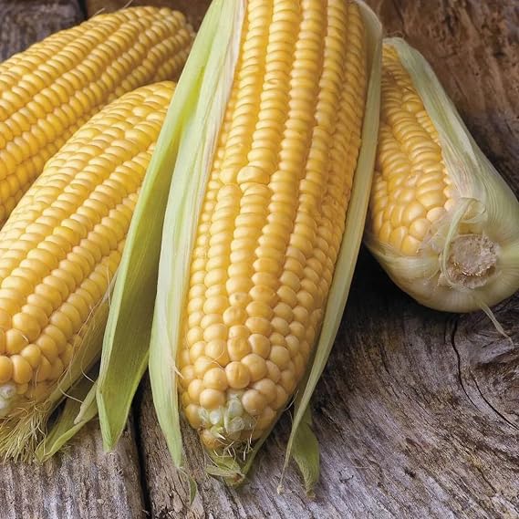 Park Seed Variety of Corn Seeds, Non-GMO Vegetable Seeds for Planting, Easy to Grow, Perfect for Harvesting, Honey Select Triplesweet Hybrid, Pack of 200