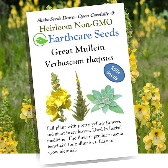 Great Mullein Verbascum thapsus 150 Seeds Heirloom- Non GMO - Open Pollinated