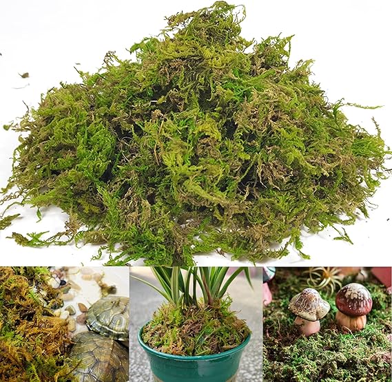 Gukasxi 150g Dried Forest Moss for Potted Plants Green Artificial Moss Decoration Natural Sphagnum Moss for Terrarium Decor, Orchid Soil Medium (4 Quarts)