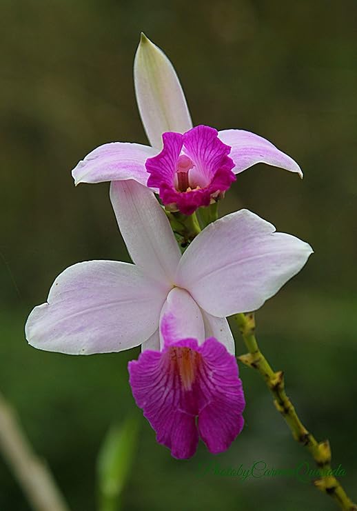 Hawaiian Flower Plant Roots - Bamboo Orchids - Hibiscus - Ginger -Ti Logs (Bamboo Orchid Root)