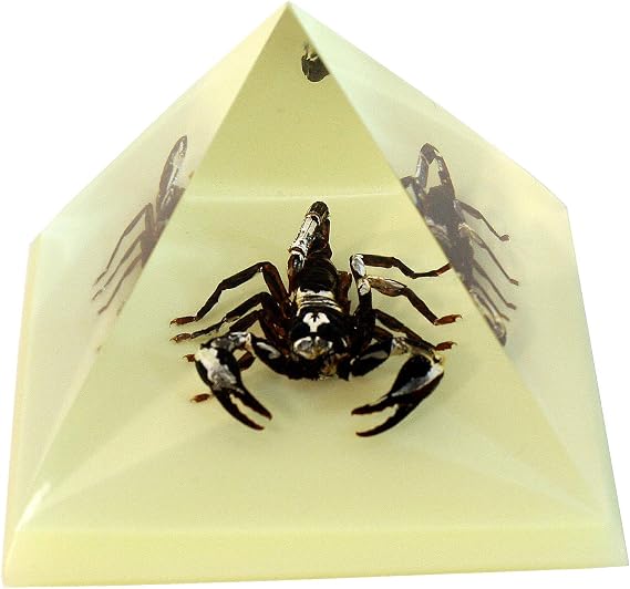 REALBUG Pyramid-Black Scorpion