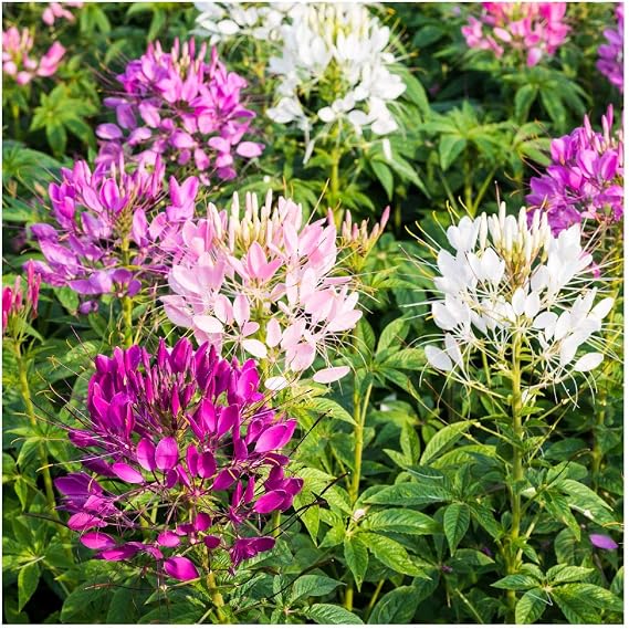 Everwilde Farms - 1 Oz Spider Plant Wildflower Seeds - Gold Vault