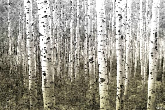 Parvez Taj 60 By 40-Inch Aspen Highlands Artwork