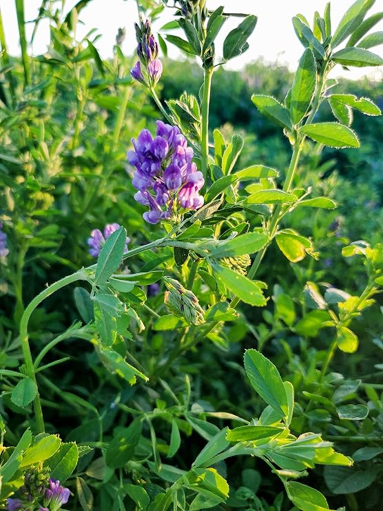 USA Alfalfa Seeds 5 lb- Premium Certified Weed Free Alfalfa Seed -High Germination Alfalfa Seed -Garden Seed, Cover Crop, Field Growing, Alfalfa Hay, Alfalfa Honey, Food Plot