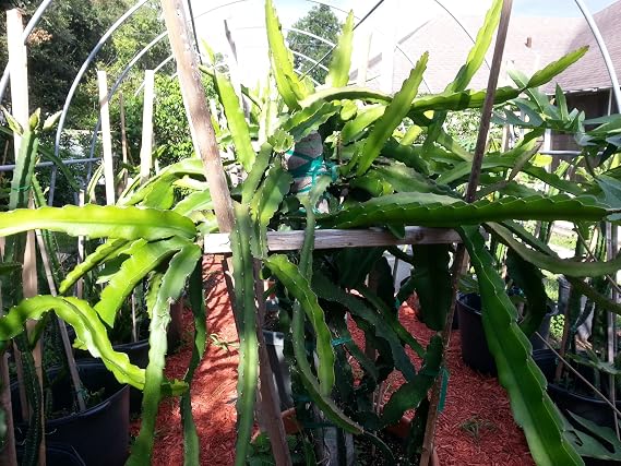 Dragon Fruit (White) - 3 Cuttings