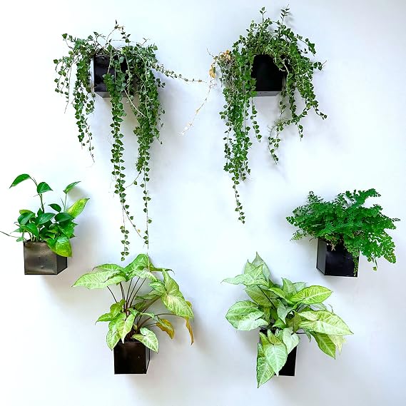 LaLaGreen Indoor Wall Planter (4 in, 6 Pack) Black Square Metal Wall Decor