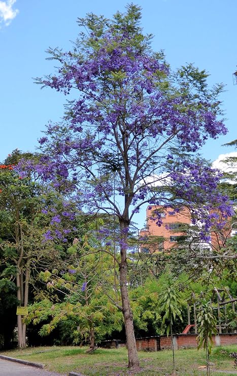 SeedsJacaranda Caucana ◆ Jacaranda Caucana ◎ Blue Jacaranda/One of the Three Major Tropical Flower Trees◆ Seeds 5 Pieces Parallel Import